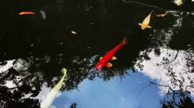 Gölette yüzen renkli Japon koi balığı. Yüksek kaliteli FullHD görüntüler
