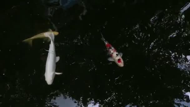 Цветные Японские Кои Рыбы Плавают Пруду Высококачественные Fullhd Кадры — стоковое видео