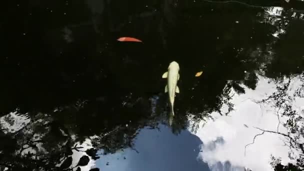 Coloridos Peces Koi Japoneses Nadando Estanque Imágenes Fullhd Alta Calidad — Vídeos de Stock