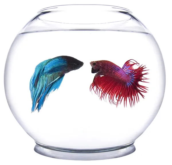 Fish bowl — Stockfoto