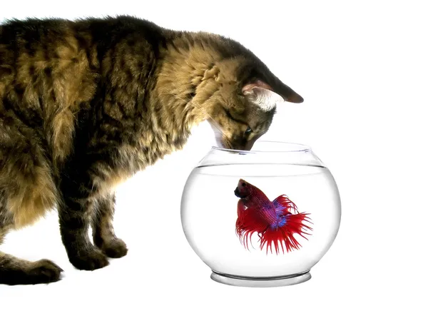 Katze und Fisch — Stockfoto