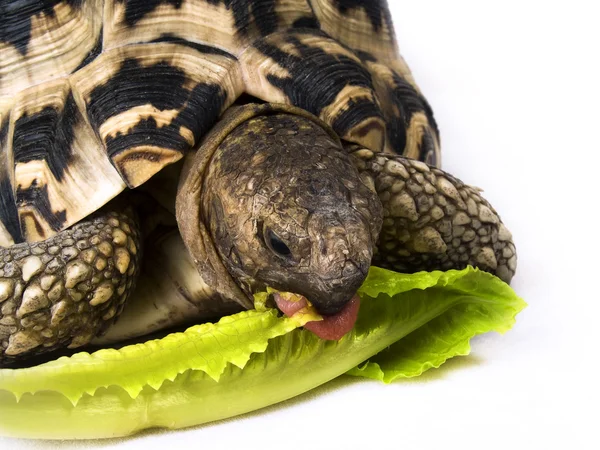 Hungry Tortoise — Stock Photo, Image