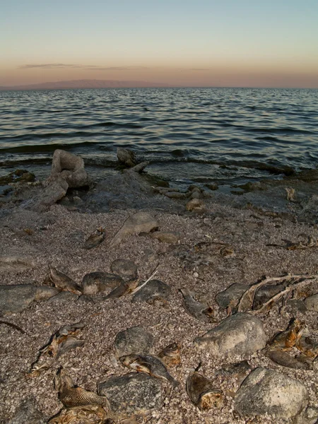 El Mar de Salton —  Fotos de Stock