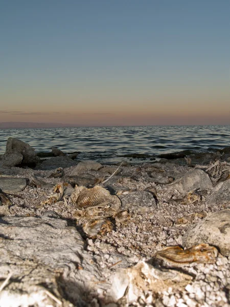 O mar de saltão — Fotografia de Stock