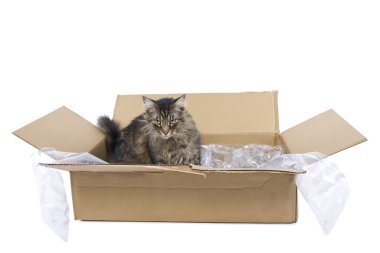 Kutudaki Kedi