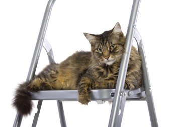 Merdivendeki kedi.