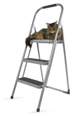 Merdivendeki kedi.