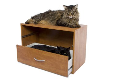 açık bir çekmece içinde kedi