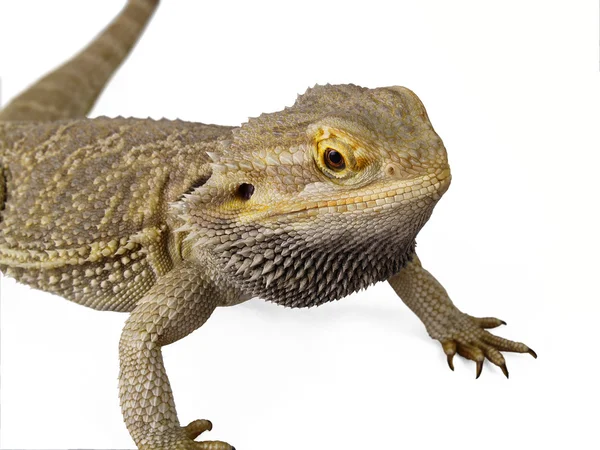 Pagona Reptile — Stock Photo, Image