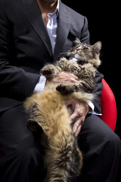Empresário segurando um gato — Fotografia de Stock
