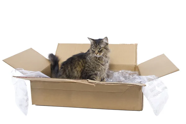 Cat in a box — Stock Photo, Image