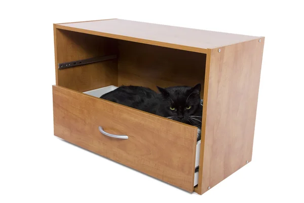 Кот в открытом ящике — стоковое фото