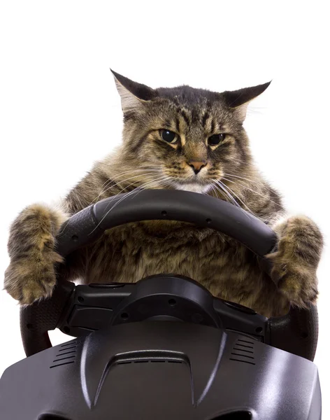 Cat driving a steering wheel — Stock Photo, Image