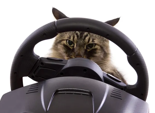 Cat driving a steering wheel — Stock Photo, Image