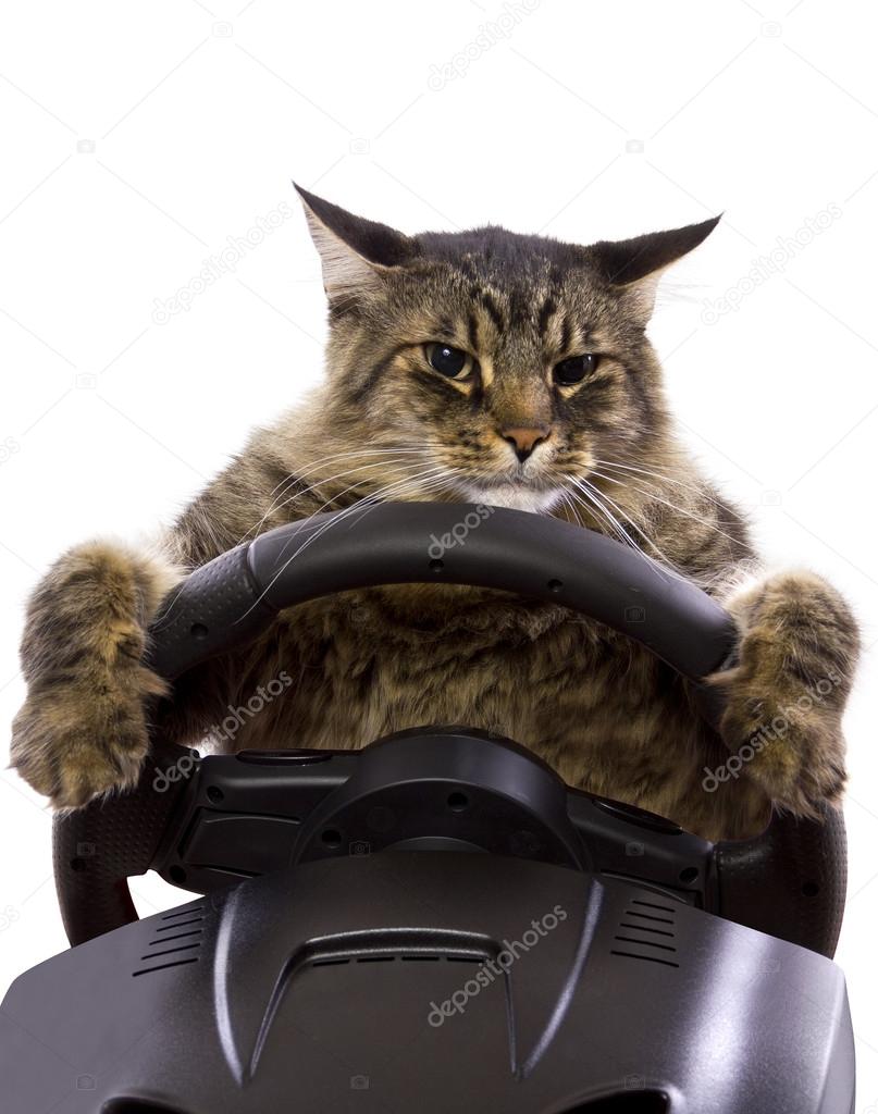 Cat driving a steering wheel