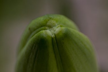 çiçek tomurcukları