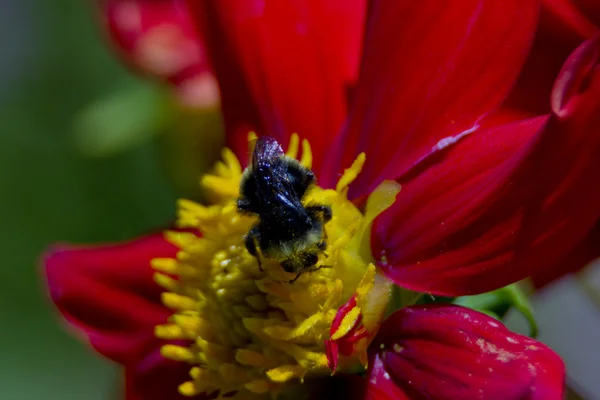 Пчела питается нектаром — стоковое фото