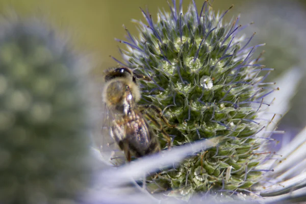 Pszczoła karmienia na spiczasty thristle — Zdjęcie stockowe