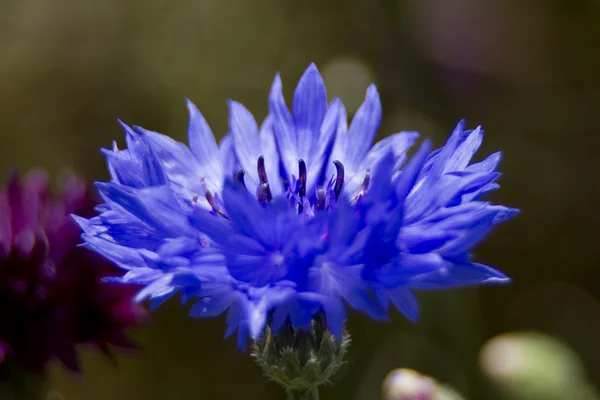 Blommor med lins bokeh — Stockfoto