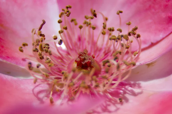 Estigma o estambre de la flor — Foto de Stock