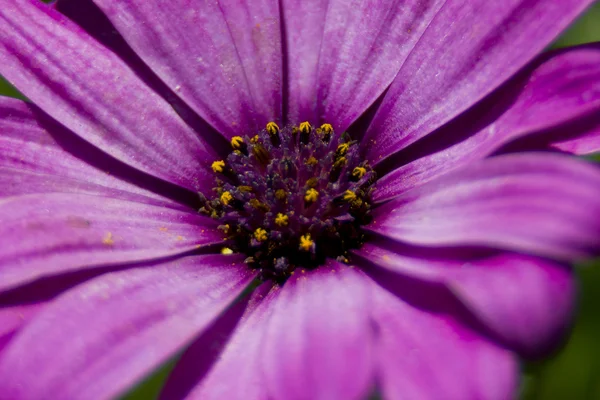 Flowers with lens bokeh — Stock Photo, Image