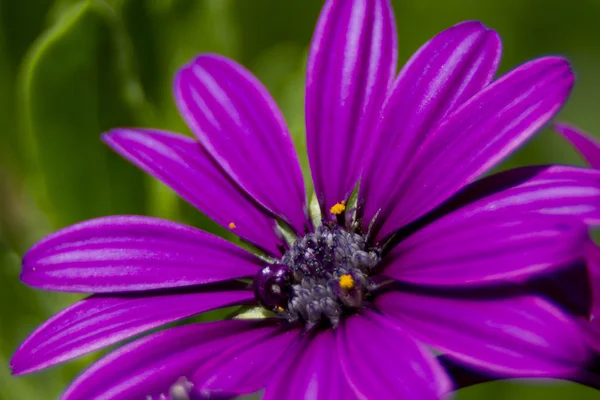 Kwiaty z bokeh obiektywu — Zdjęcie stockowe