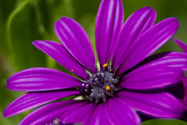 Fleurs avec lentille bokeh — Photo