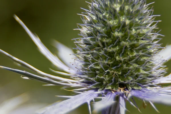 Spiky flower bud — Stock Photo, Image