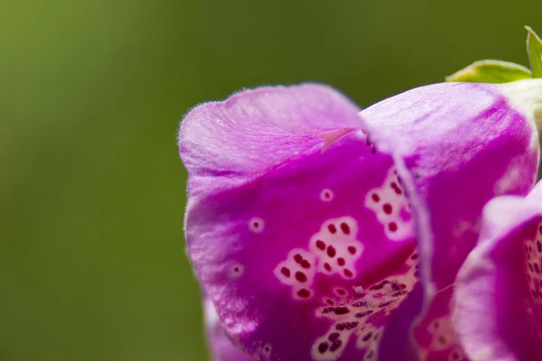 Flor manchada — Foto de Stock