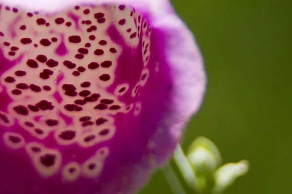 Fiore maculato — Foto Stock