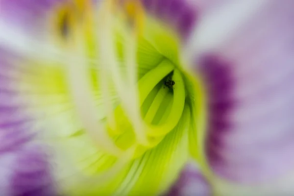 Estigma ou estame da flor — Fotografia de Stock