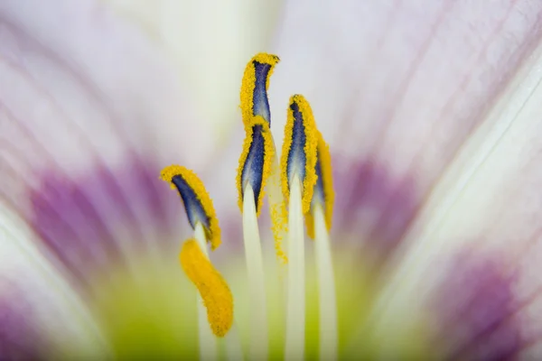 花の柱頭や雄しべ — ストック写真