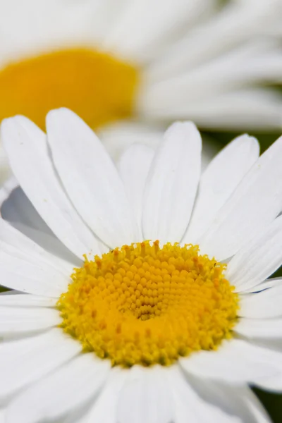 Flowers with lens bokeh — Stock Photo, Image