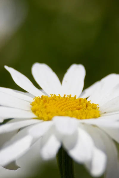 Blumen mit Linsenbokeh — Stockfoto