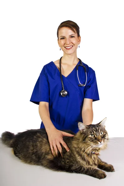 Female vet with a large cat — Stock Photo, Image