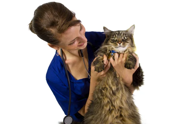 Female vet with a large cat — Stock Photo, Image