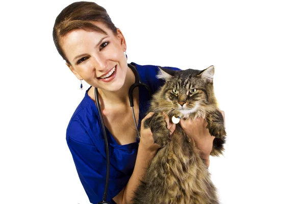 Female vet with a large cat — Stock Photo, Image