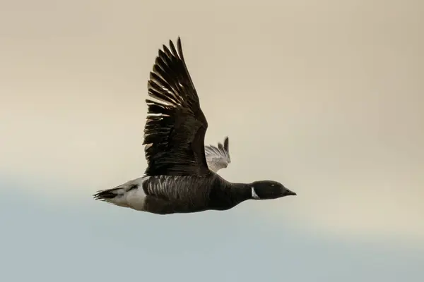 Branta bernicla, yaygın olarak Brant olarak bilinir, göç mevsiminde uçar.