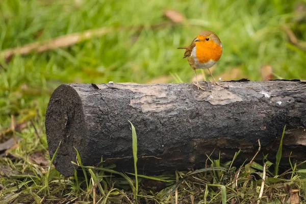 Robin Erithacus Rubecula Perched Tree Trunk — Stock Photo, Image