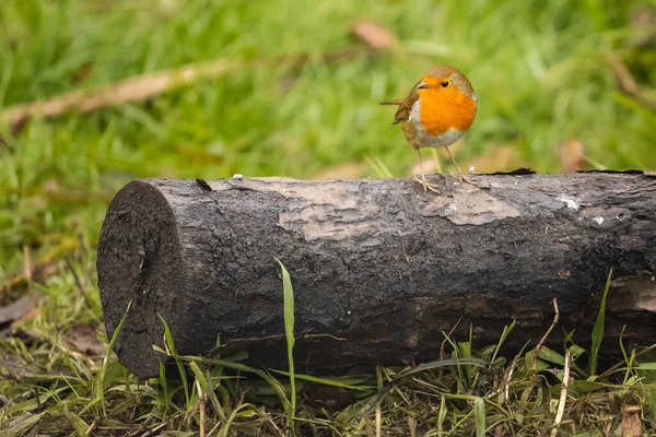 Rotkehlchen Erithacus Rubecula Thront Auf Einem Baumstamm — Stockfoto