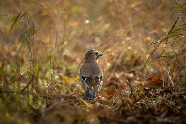 유라시아 Garrulus Glandarius 토양에서 견과를 수집하는 — 스톡 사진