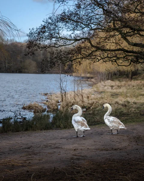 Ein Paar Stumme Schwäne Stehen Auf Dem Weg See — Stockfoto