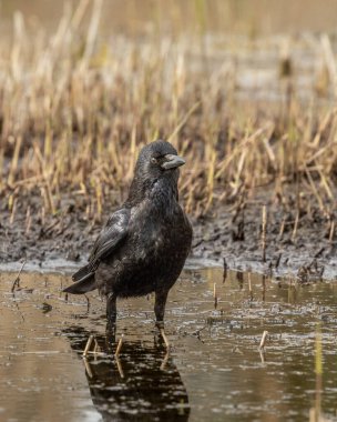 Bataklık suyunda yıkanan leş kargası (Corvus corone)