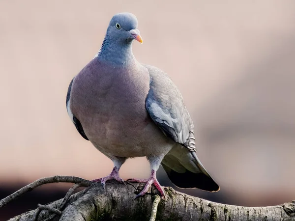 Ağaç dalında oturan güvercin (Columba palumbus)