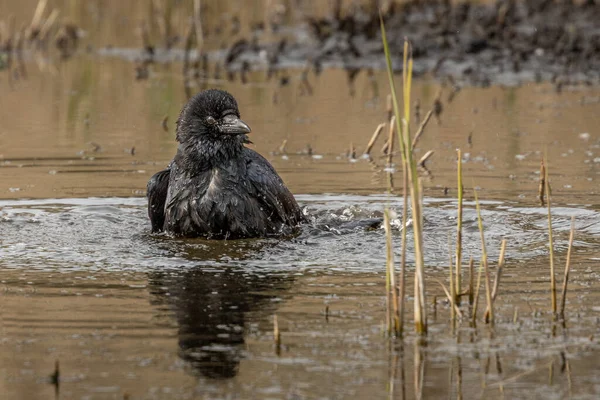 Carrion Crow Corvus Corone Bathing Marsh Water — Stok fotoğraf