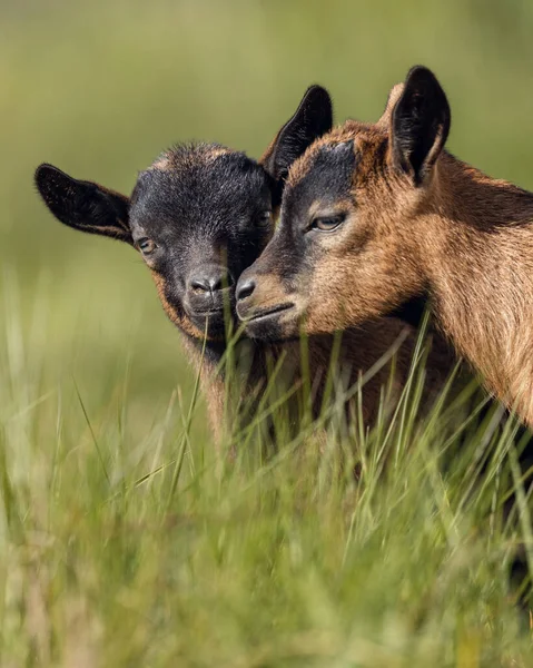 Çimen tarlasında etkileşime geçen iki yavru keçi.