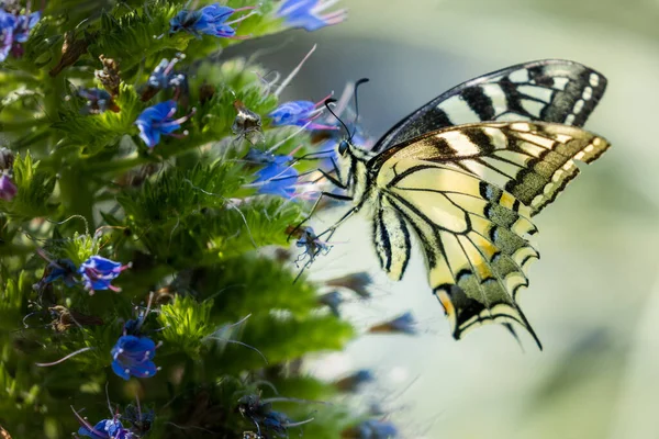 Big Swallowtail Fluture Papilio Machaon Hrănire Mândrie Madeira Floare — Fotografie, imagine de stoc