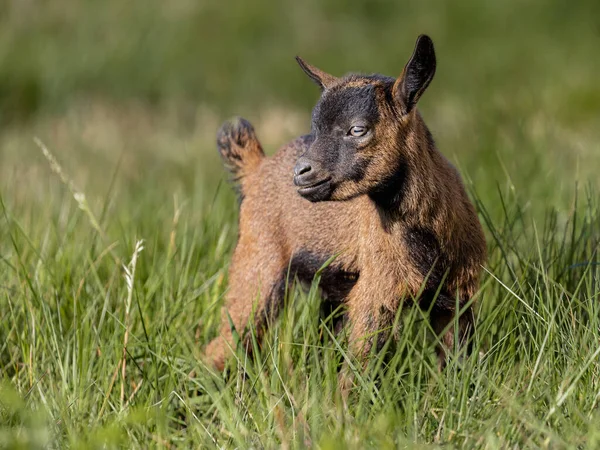 Brown Baby Goat Standing Grassy Field — Stockfoto