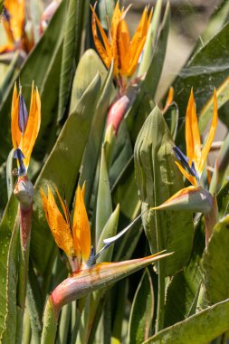 Genel cennet kuşu (Strelitzia reginae), yeşil arka planda sarı çiçek