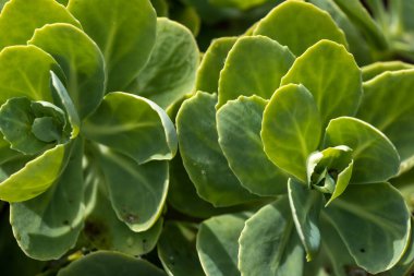 Kaya babunlahanası (Othonna dentata), yeşil arka planda yeşil çiçek